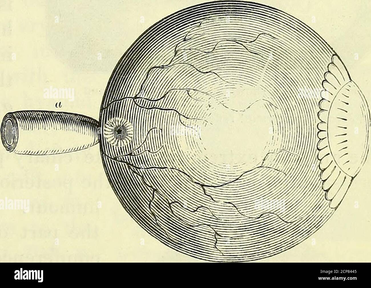 . On the anatomy of vertebrates [electronic resource] . ris. The optic ...