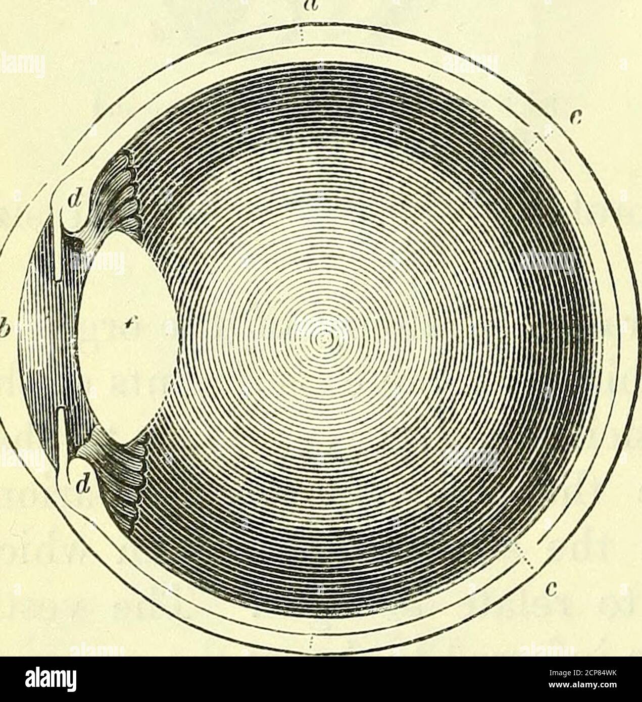 . On the anatomy of vertebrates [electronic resource] . bur-rowers ...