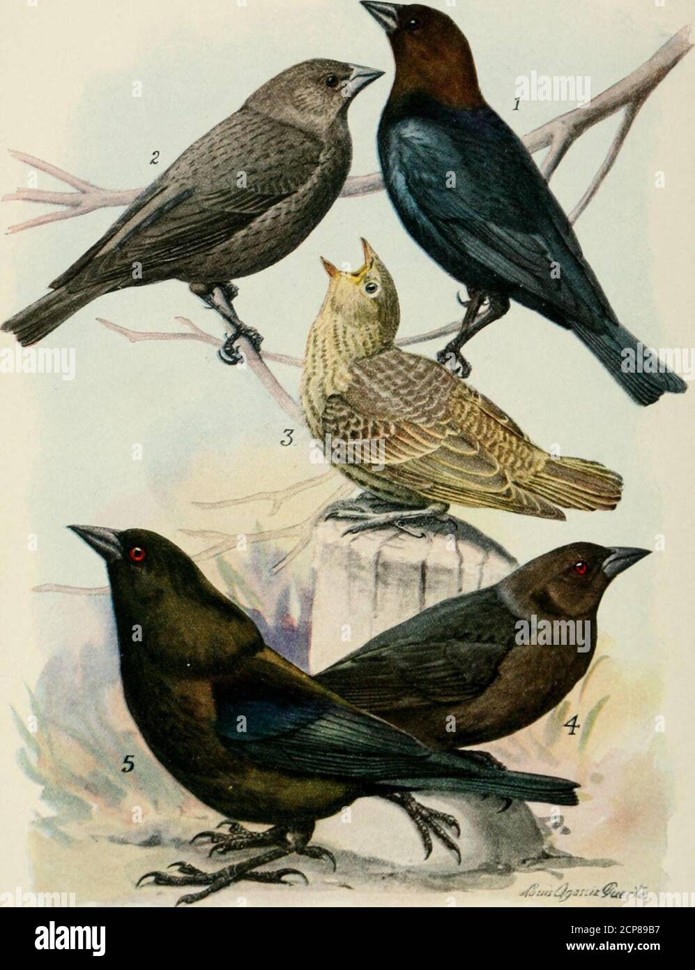 . Bird-lore . C.Werner, Mrs. Henrv C.White, N. G.Willson, Alfred L.Zalk, LouisZucker, Mrs. A. JOIN THIS ASSOCIATION AND HELP THE CAUSE OK BIRD PROTECTION! - «a*l .... i £ The Educational Leaflets OF THE National Association ofAudubon Societies (Q[ iThe best means of learning the birds of yourneighborhood, and ot teaching your children.(D, Each leaflet describes the habits and utility ofone bird, and contains a detached colored plate andan outline sketch of its subject. dl. The Colored Plates are faithful portraits of thebirds, yet treated artistically, as is shown by the ex-amples in the borde Stock Photo