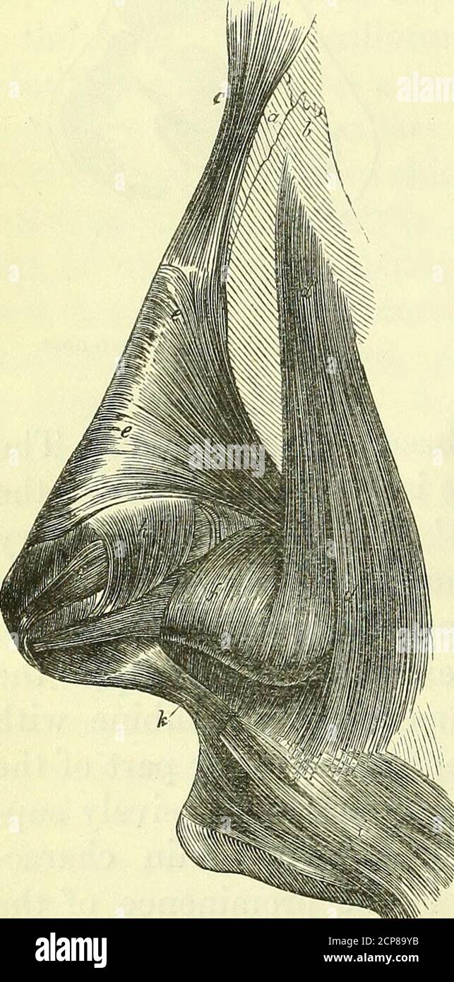 Pyramidalis nasi hi-res stock photography and images - Alamy