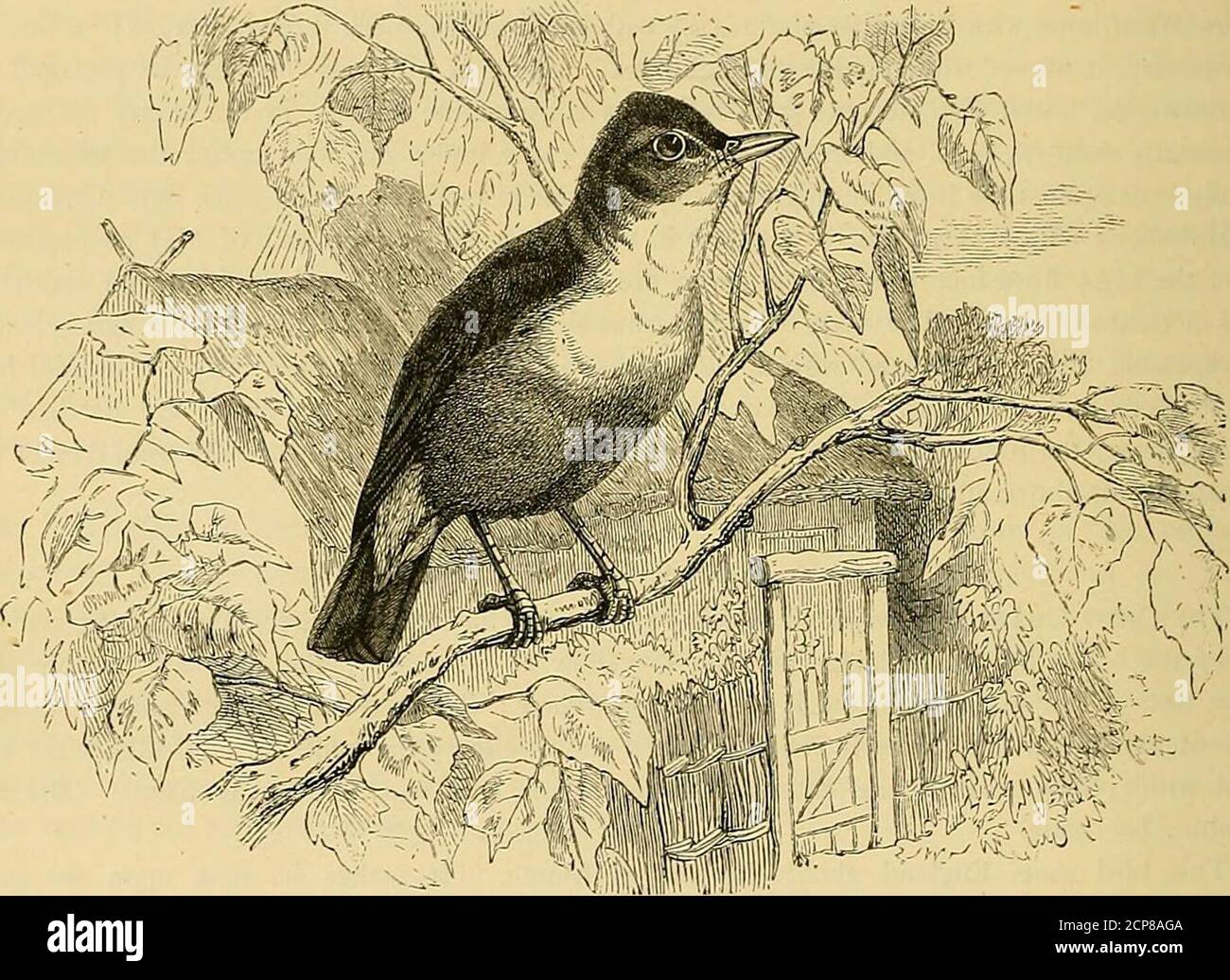 . Cassell's book of birds . ut of a tea-spoon, of which it was so fond that it would fly after it all round the room, andperch on the hand that held it without showing the least symptom of fear. 25G CASSELLS BOOK OF BIRDS. THE ASHY GARDEN WARBLER. The Ashy Garden Warbler {Hypolais cinerescens) is entirely greyish green on the upper portion,and whitish green on the under side of the body. The eye is dark brown ; the upper mandible horncolour, and the lower one yellowish grey; the legs horn grey. The length of the bird is five inchesand seven lines, and the breadth about seven inches and ten lin Stock Photo