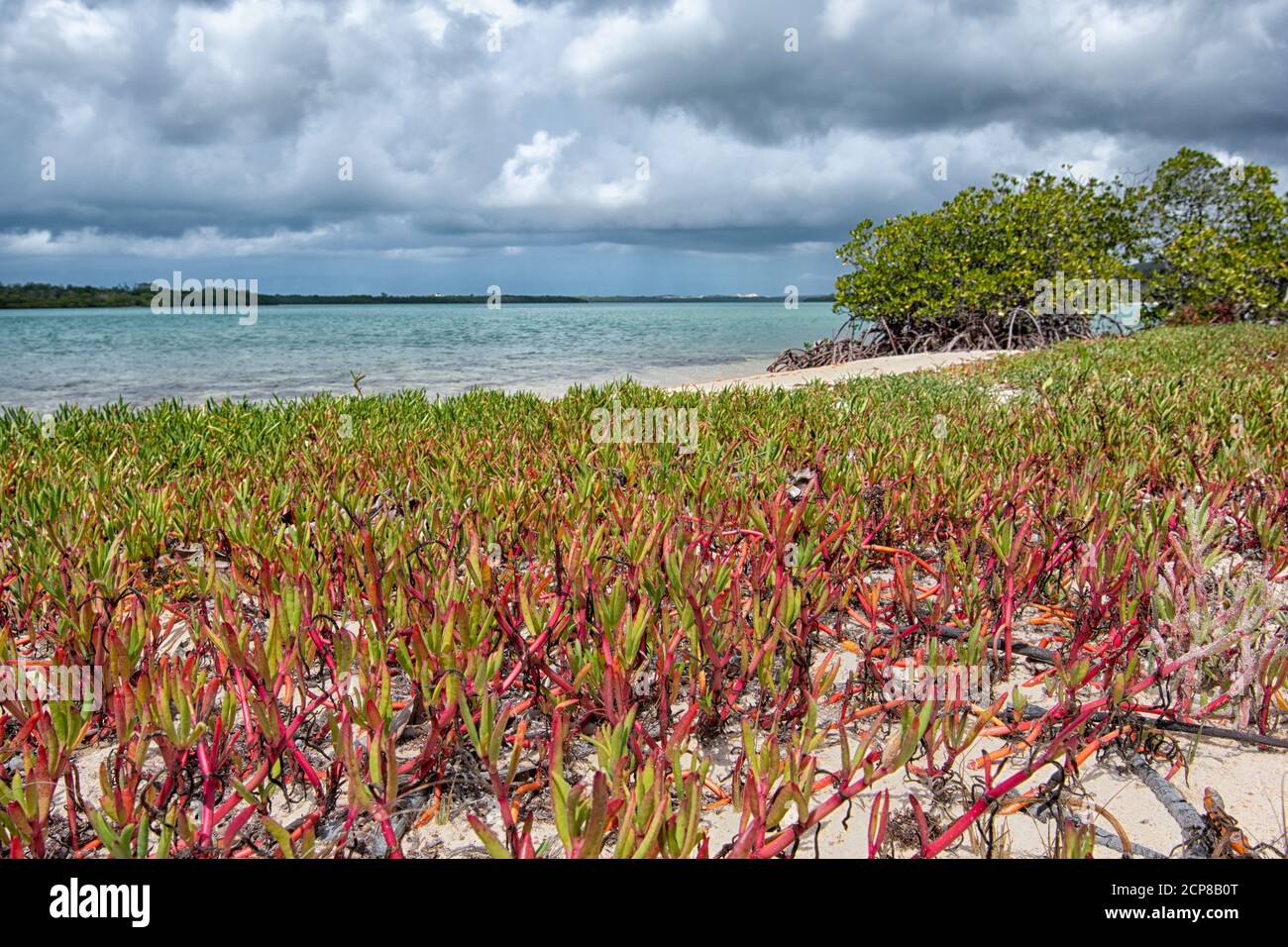 Red succulents growing on the beach at Daliwuy Bay (Binydjarrnga), East Arnhem Land, Northern Territory, NT, Australia Stock Photo