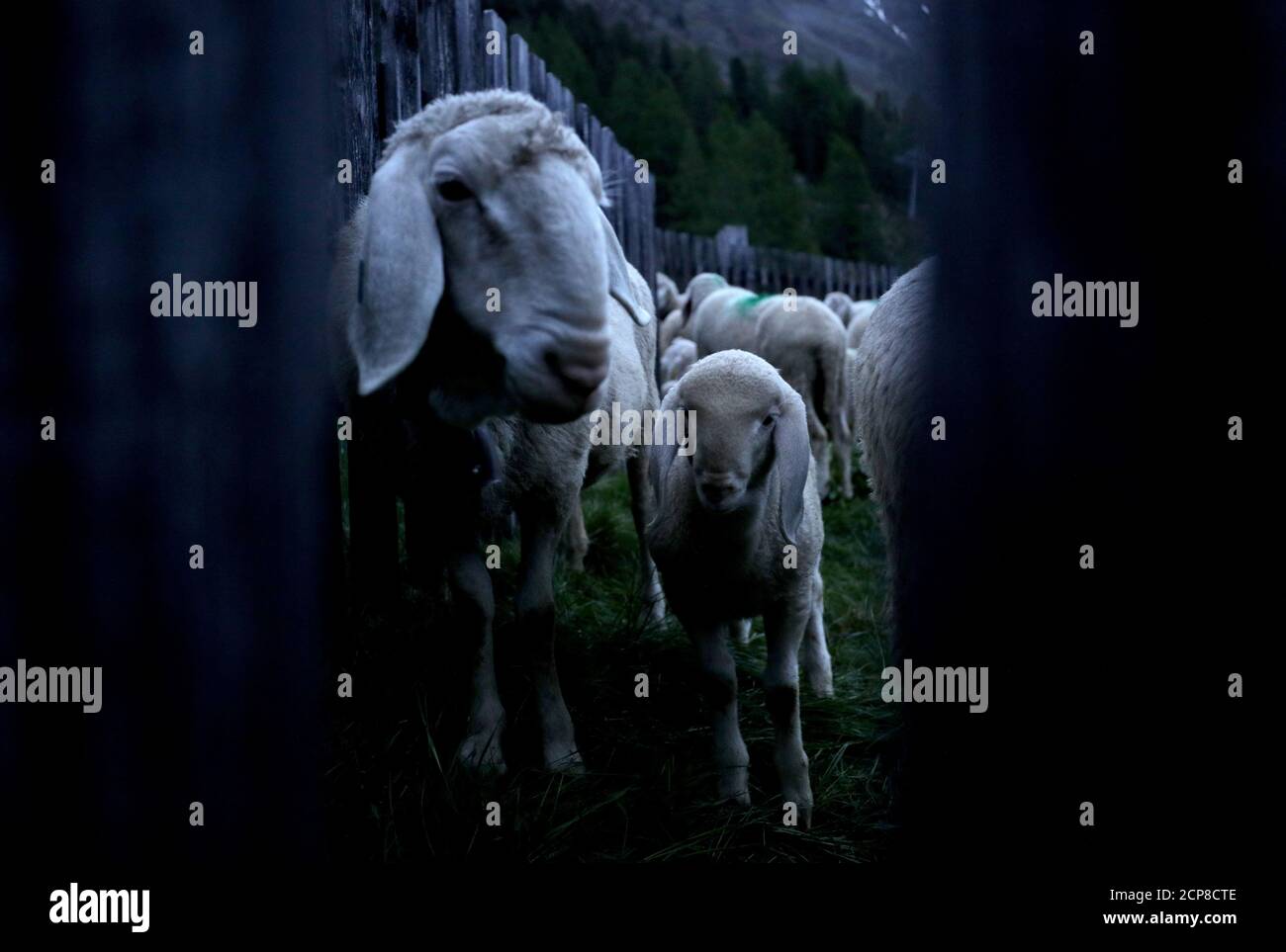 A sheep and a lamb wait inside an enclosure during sunrise at 2,011 meters above sea level in the village of Kurzras (Maso Corto) in the autonomous region of South Tyrol, Italy, June 9, 2018. Picture taken June 9, 2018. REUTERS/Lisi Niesner Stock Photo