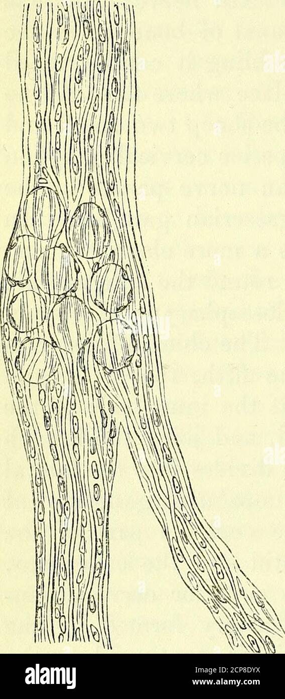 . On the anatomy of vertebrates [electronic resource] . d as to be ...