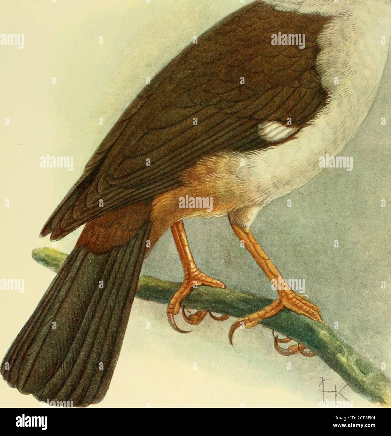 Aepyornis titan hi-res stock photography and images - Alamy