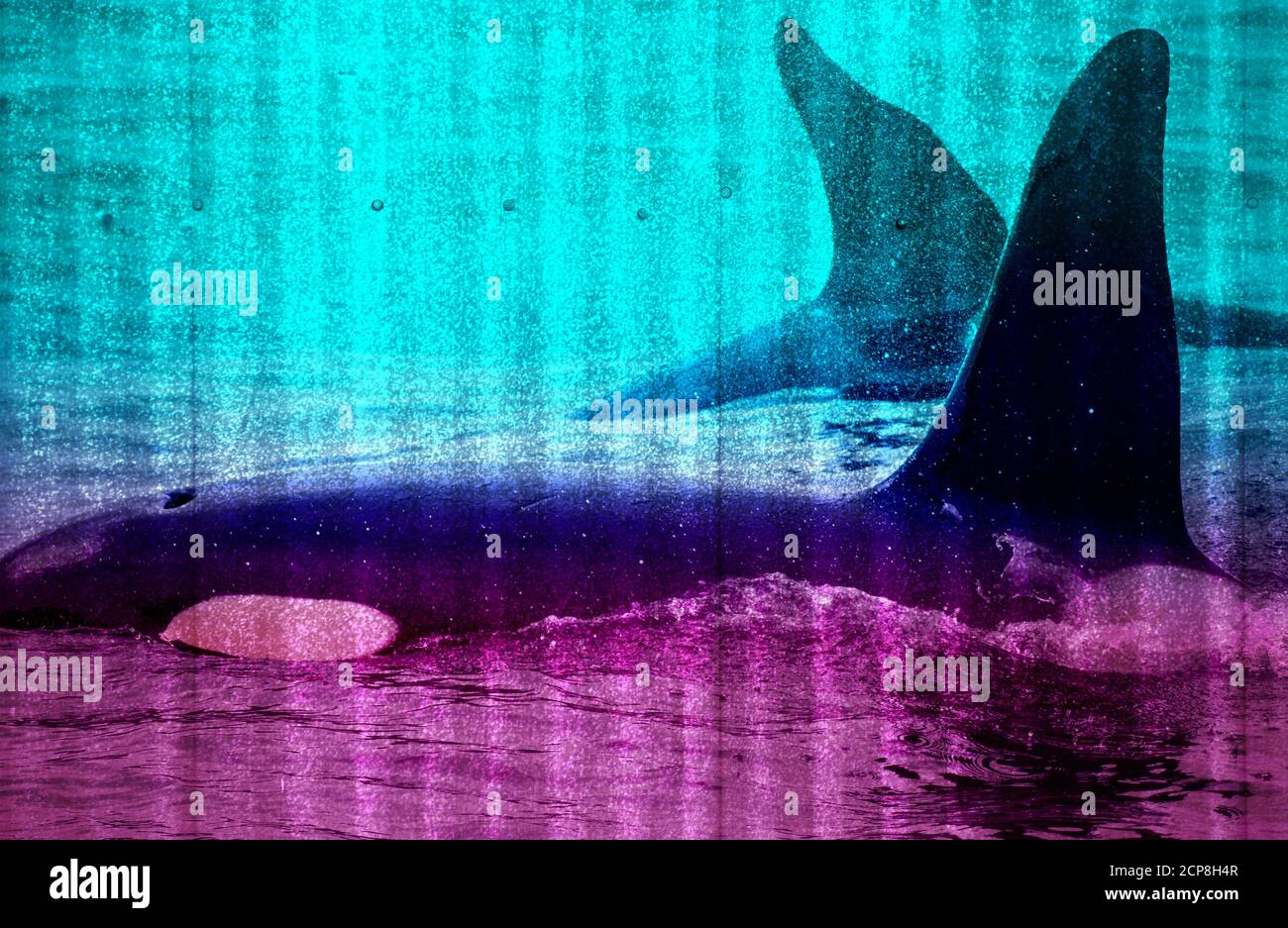 Orca whales iceland hi-res stock photography and images - Alamy