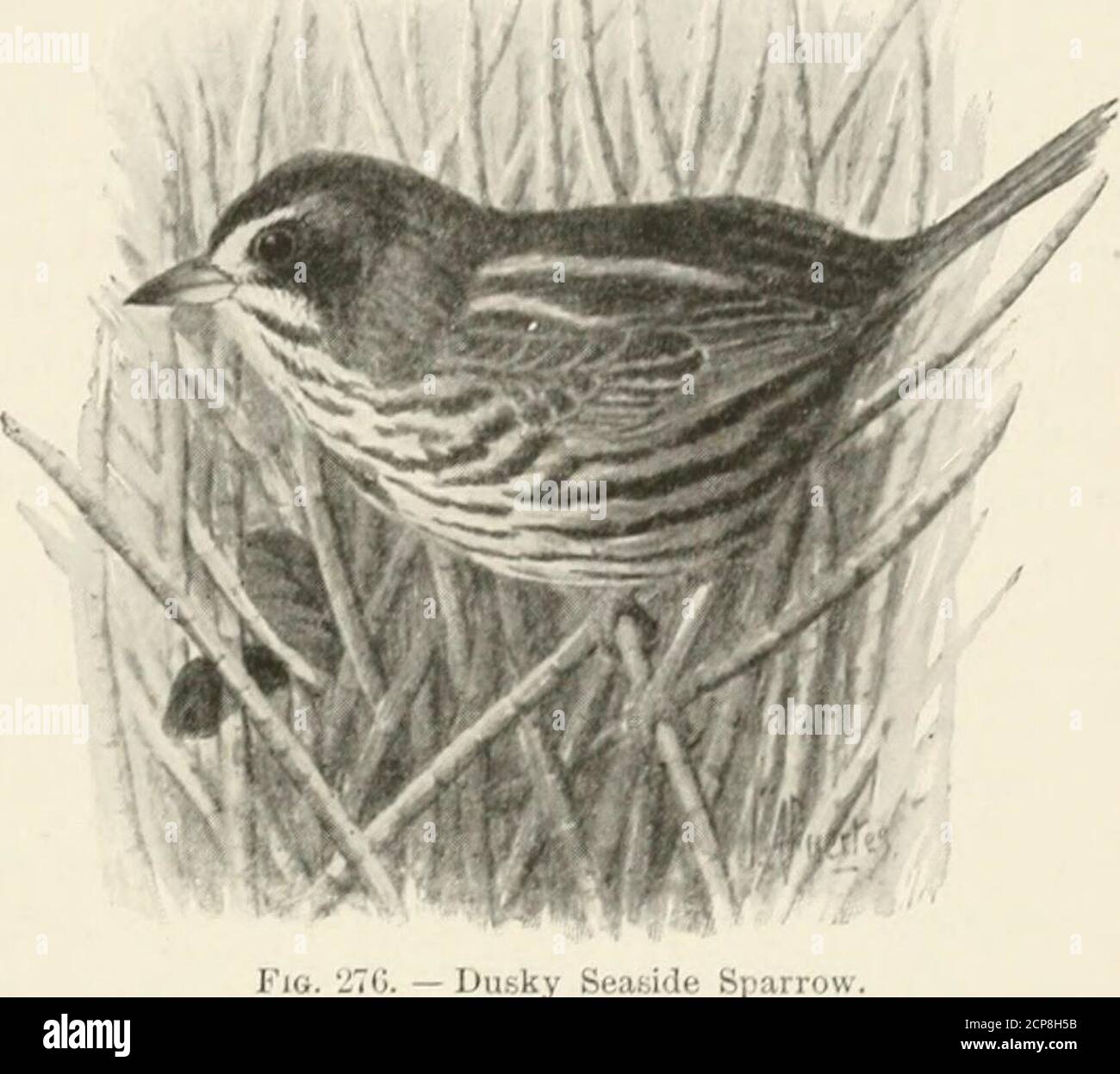 . Key to North American birds. Containing a concise account of every ...
