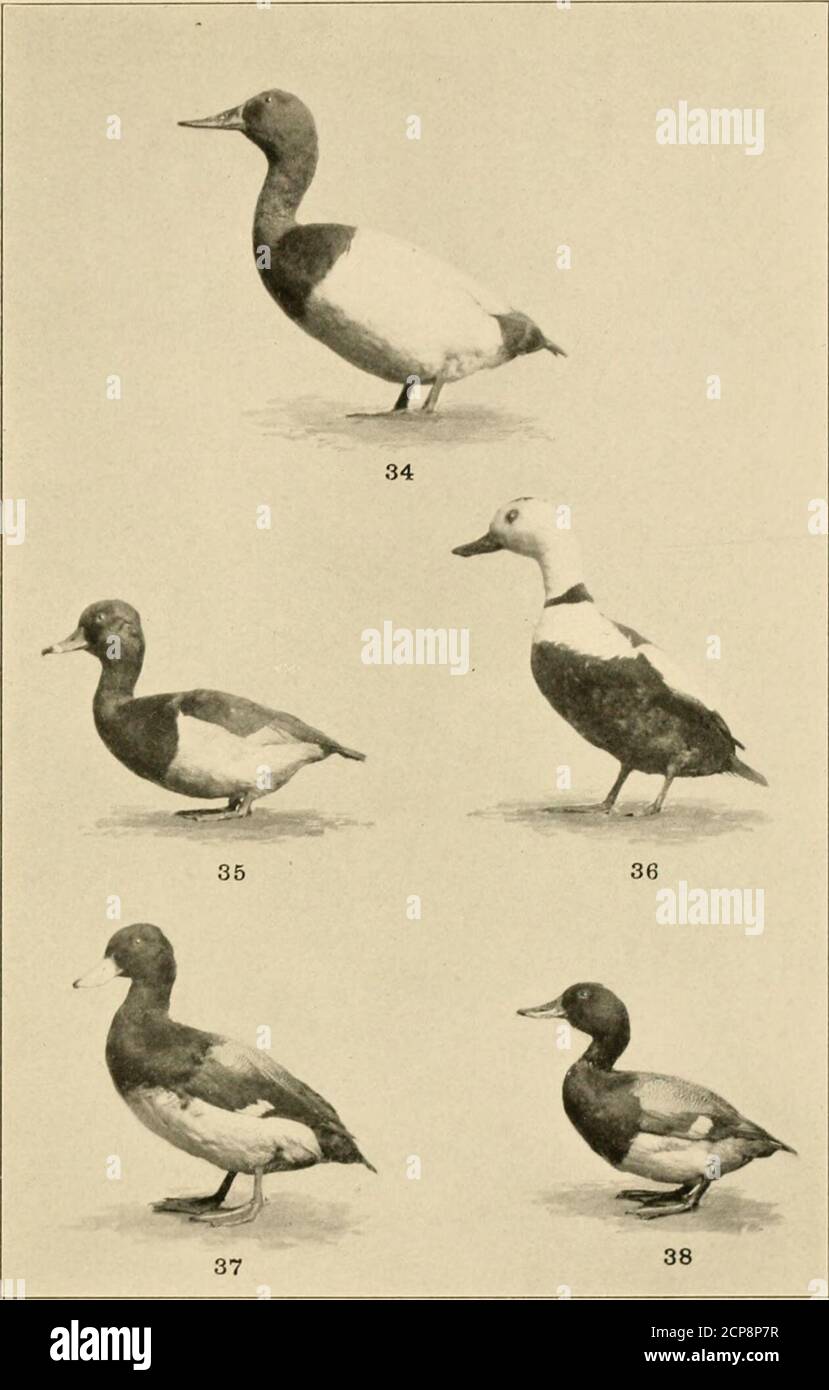 . Our feathered game; a handbook of the North American game birds . GEESK AND TREE-DUCKS. 28. Lesser Snow-goose.30. White-fronted Cliwse.32. Fulvous Tree-duclc. 29. Blue Goose. 31. fireater Snow-goose. 33. Black-bellied Tree-duck. PLATE IX. 35. King-neck Duck.37. Scaup-duck. SKA-DUCKS.34. Canvas-back Duck. 36. Labrador Duck.38. Lesser Scaup-duck. PLATE X Stock Photo