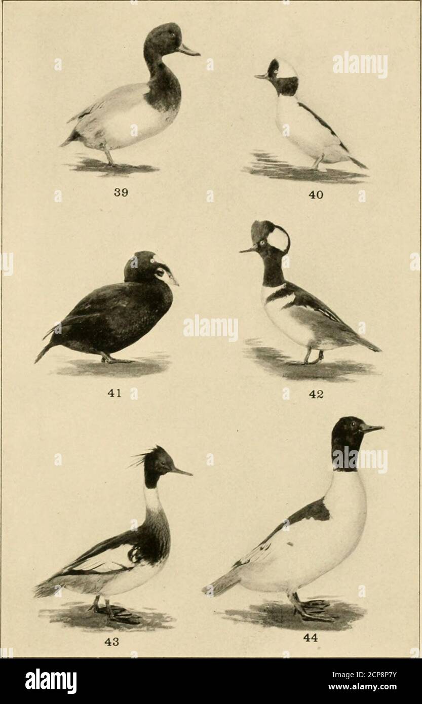 . Our feathered game; a handbook of the North American game birds . 35. King-neck Duck.37. Scaup-duck. SKA-DUCKS.34. Canvas-back Duck. 36. Labrador Duck.38. Lesser Scaup-duck. PLATE X. SEA-DLCKS AND MERGANSERS. 39. Red-head Duck. 41. Surf-scoter. 43. Red-breasted Merganser. 40. Buffle-head Duck.42. Hoiided Merganser.44. American Merganser. ri.ATi: XI Stock Photo