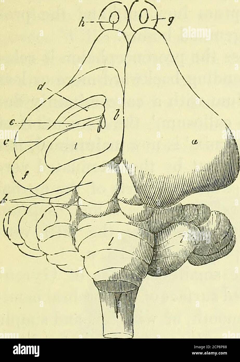 Rhinencephalon hi-res stock photography and images - Alamy