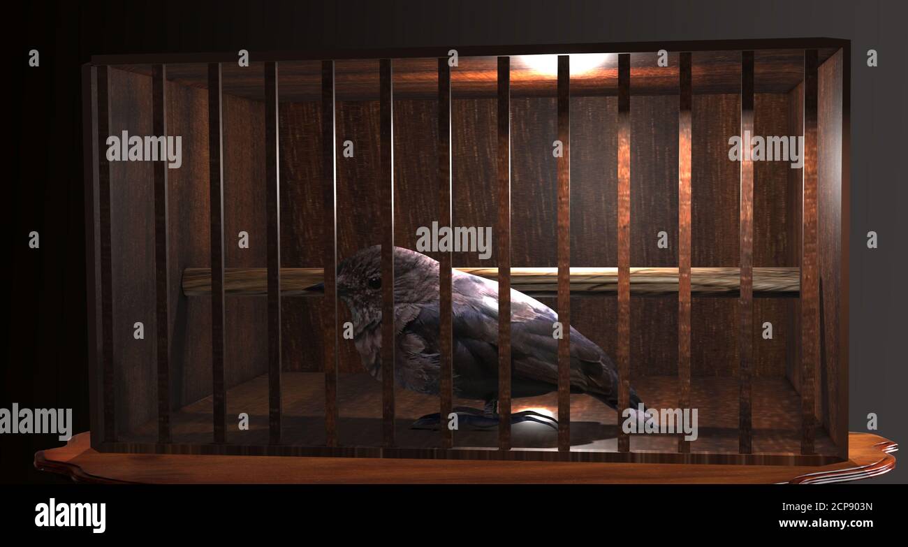Sad bird in a cage Stock Photo Alamy
