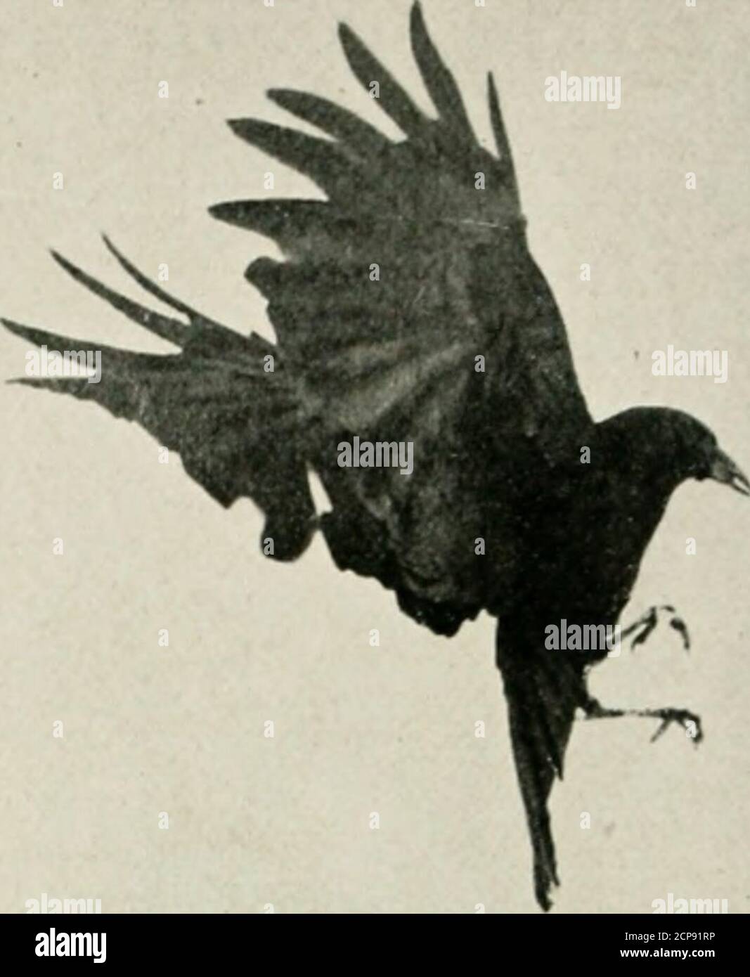 Page 10 Crows Feet High Resolution Stock Photography And Images Alamy