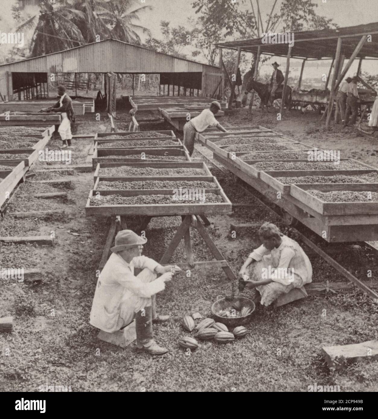 Opening the pods and drying the cocoa beans - on a plantation near Port Limon, Costa Rica, circa 1904 Stock Photo