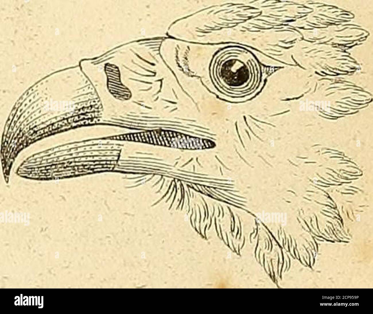 La Galerie Des Oiseaux Cz D Cz Ze M W Lt O Z Otc Y Y Fy I9 F Ma Eyl G F Lt Rry Aj A Stock Photo Alamy