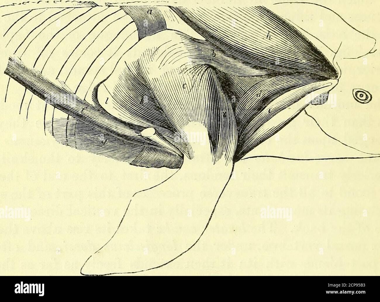 . On the anatomy of vertebrates [electronic resource] . from the ab
