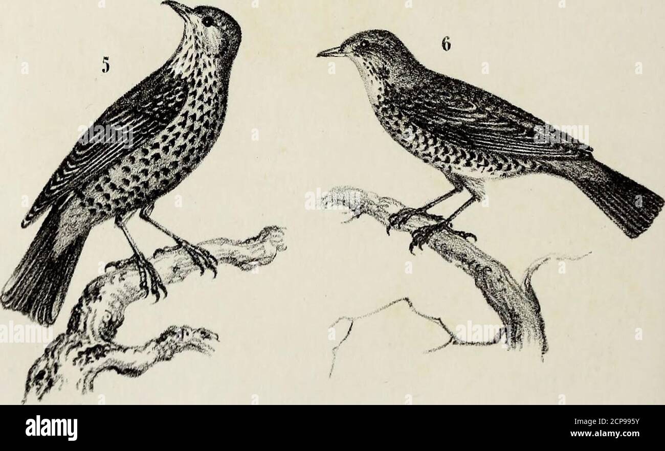 Page 4 - Epaules High Resolution Stock Photography And Images - Alamy