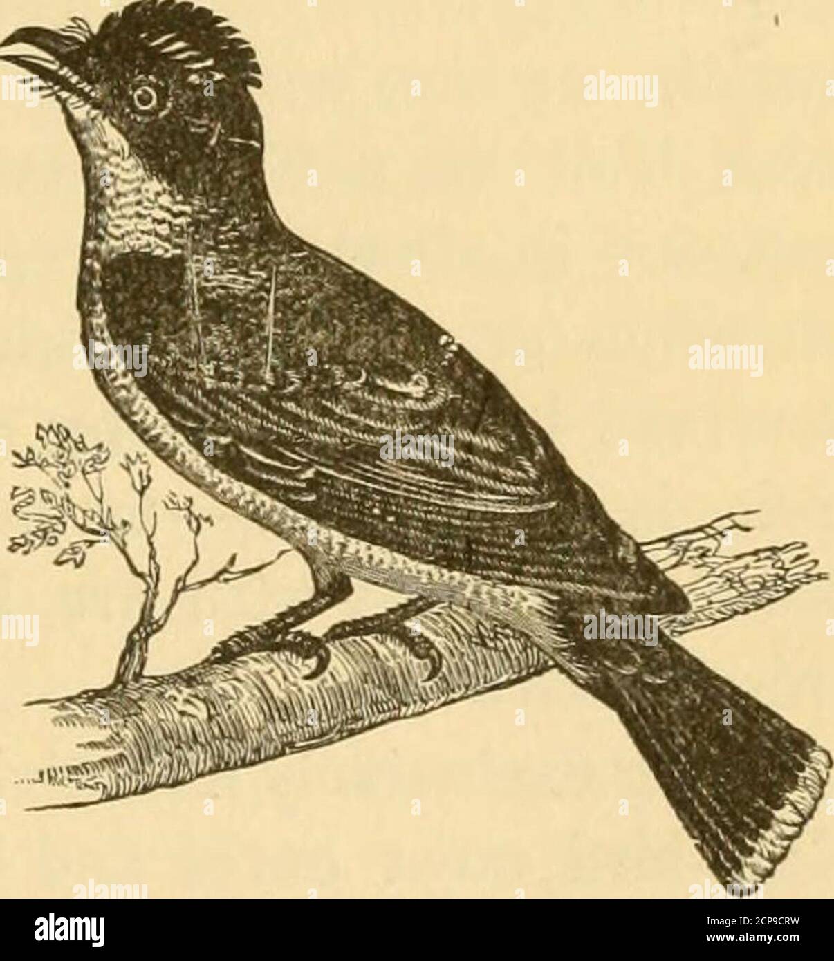 . New England bird life: being a manual of New England ornithology; . 50 ; tail, 3.50 ; bill, less than i.oo. No one of the Flycatch-ers is more abundant inNew England than thistyrant, nor is any one ofthem so conspicuous afigure on the highwaysand in the by-ways alike.The spirited creature is dis-persed over all our country,and therefore characteristicof no faunal area; but, inits local distribution, it ismost numerous in cultivated and populous regions, sothat the greater number of individuals in New Englandis constantly under the eye of man, whose regard is re-turned with cool audacity and Stock Photo