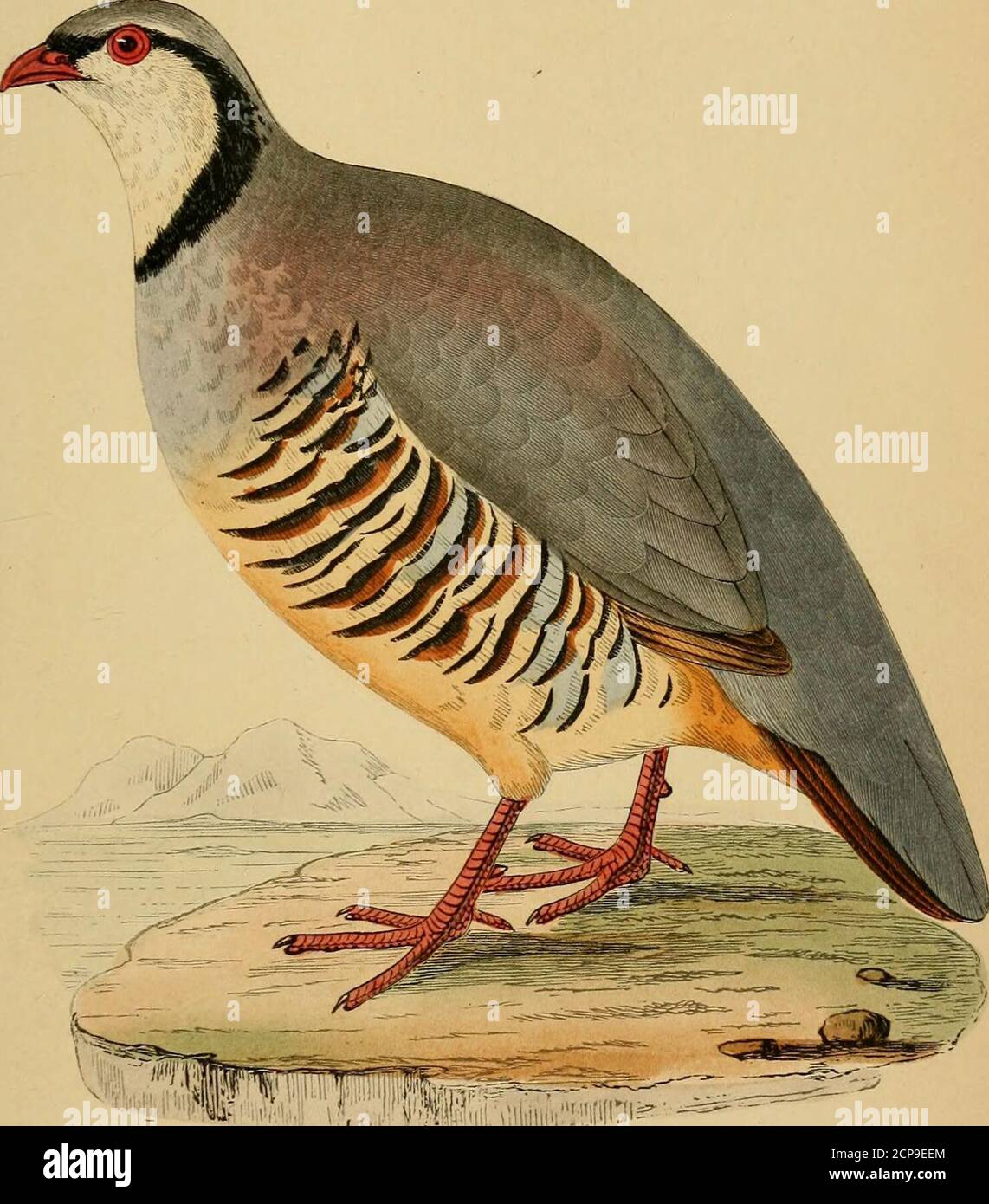 . A history of the birds of Europe, not observed in the British Isles . OL. III. 2 K 242 GALLING. Family PERDICID^E. (Bonaparte.) Genus Perdtx. f Brisson.) GREEK PARTRIDGE. Perdix Grceca. Perdix Grceca, rufa, saxatilis,Bartavelle Grecque,Stein-rothehuhn, Rot-huhn,or Weltsch-Paeb-hun,Coiurnice,AoJcer-Hoena, Gesner; Icones Avium, p. 64, 1553.Brisson; 1760. LlNN^US. VlEILLOT. Meyer et Wolff.Of the French. Of the Germans. Savi. Of the Swedes. Specific Characters.—Throat and upper part of the front neckwhite or cream-coloured, which is separated from the unicolorousdove-coloured cross by a black ba Stock Photo