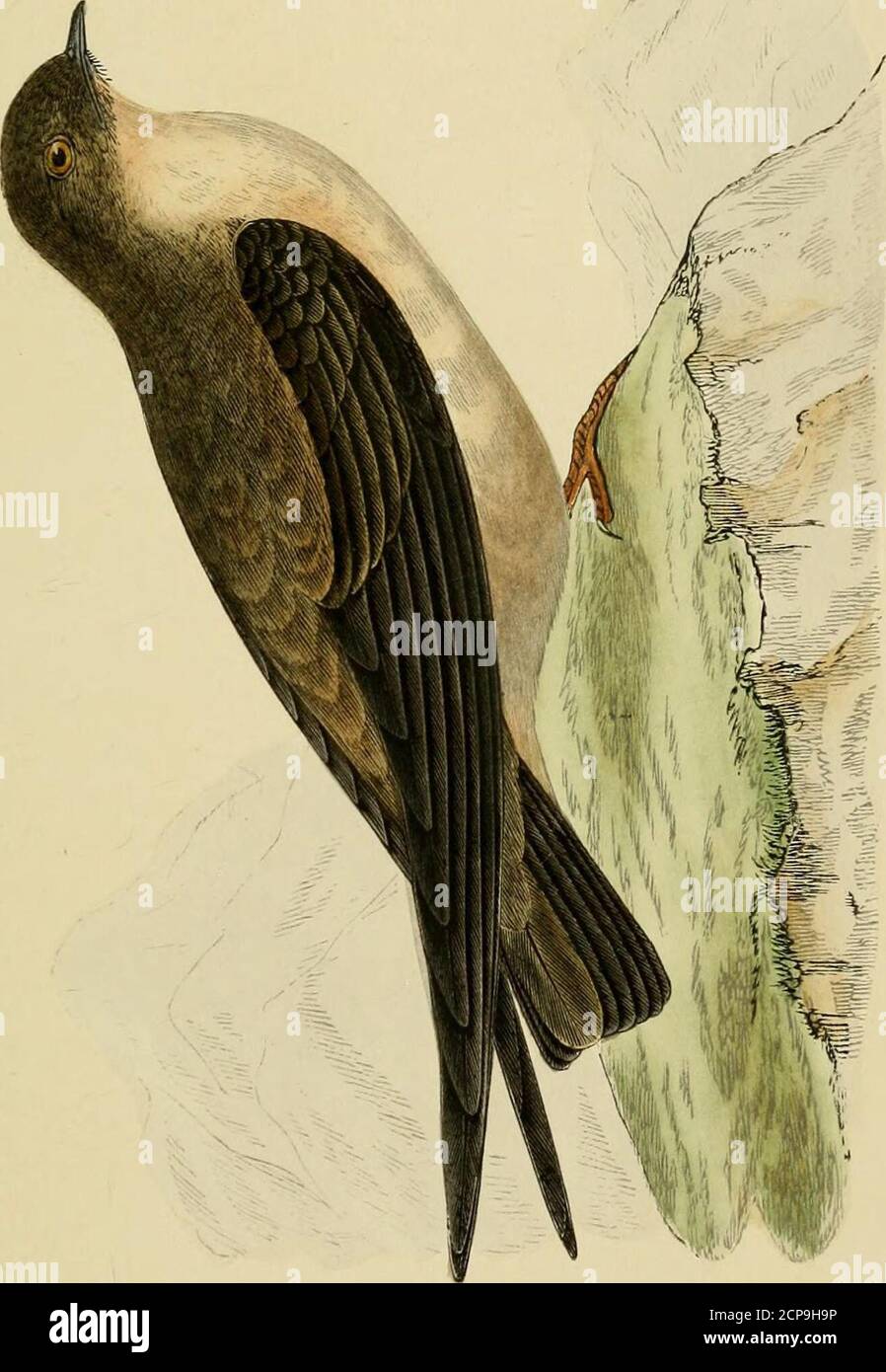 . A history of the birds of Europe, not observed in the British Isles . CKAG SWALLOW. Hirundo rupestris. Hirundo rupestris, Scopoli; 1768. montana et rupestris, Gmelin; 1788. Cotyle rupestris, Boie. Bonaparte. Ptyonoprogne rupestris, Bonaparte. Hirondelle de rocher, Of the French. Felsenschwalbe, Of the Germans. Sondine montana, Savi. Specific Characters.—Upper parts ash. grey, more or less darkaccording to age; primaries dark smoky brown; tail dark brown,the two upper and two most external tail feathers unicolorous;all the others having a large round white spot on the innerweb. Length of tip Stock Photo
