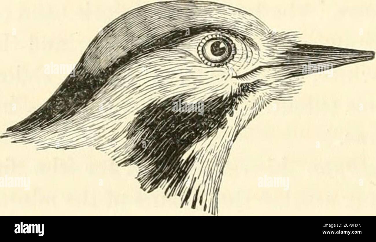 Picus Origin Picus spec hi-res stock photography and images - Alamy