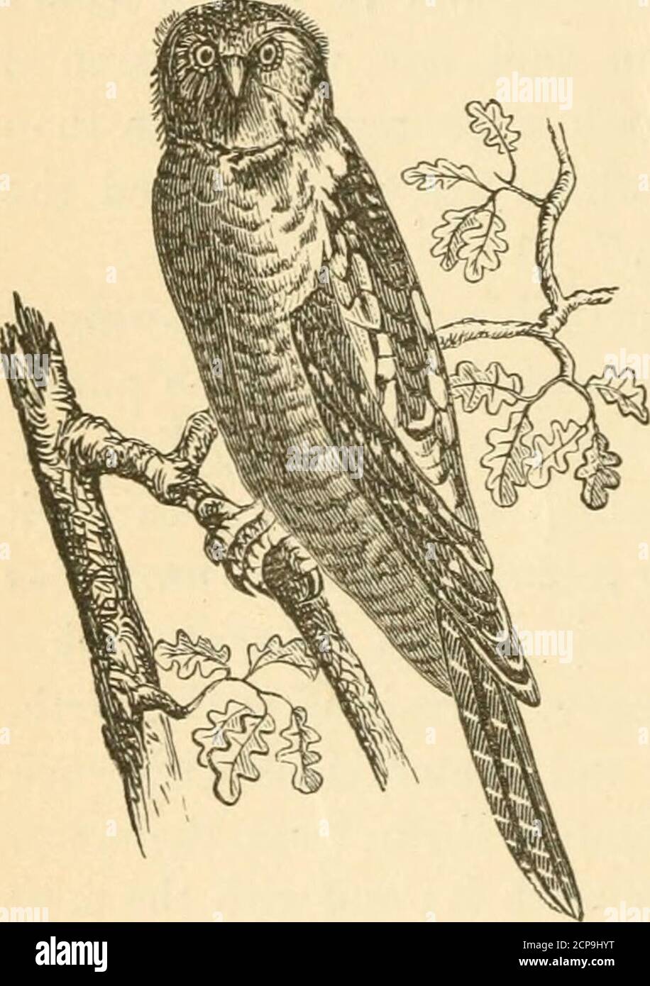 . Our own birds : a familiar natural history of the birds of the United States . ave been the favorite Hawk among the fal-coners of the olden time. In the early part of Euro-pean history mention is frequently made of the sportof hawking, and it was then considered as a recrea-tion of such a dignified character, that it was placedby laws beyond the power of any but the nobility toengage in it. The various nobles vied with eachother in the superiority and numbers of their Falcons,and the life of a serf is said to have been esteemedof less value in the eyes of a Norman Baron thanthat of his favor Stock Photo