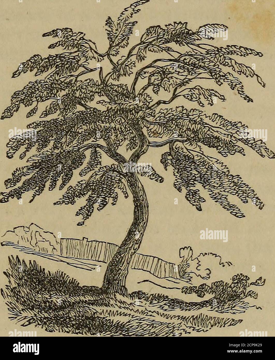 Shittim wood hi-res stock photography and images - Alamy