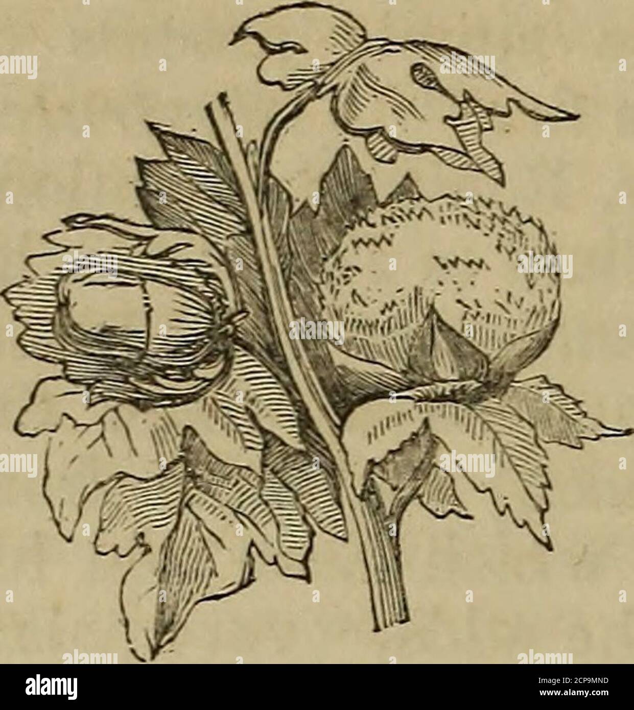 . Scripture natural history containing a description of quadrupeds