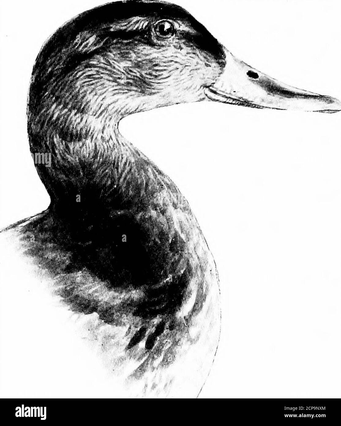 . Hunting and fishing in Florida, including a key to the water birds known to occur in the state . e. ANAS OBSCURA GmeLBlack Duck. Dusky Duck. Head and neck pale brown, finely dottedand streaked with dark brown; top of thehead darker than the cheeks ; general plu-mage dark brown; feathers edged with palebuff; speculum purple edged with black;bill yellowish green with dark nail, no blackat the base; feet orange red with duskywebs; the color of the feet varies. Length, 21; Wing, 10.75; ^^, 2.10; Tar-sus, 1.75. This species may always be easilydistinguished from the female ofthe Mallard by the ab Stock Photo