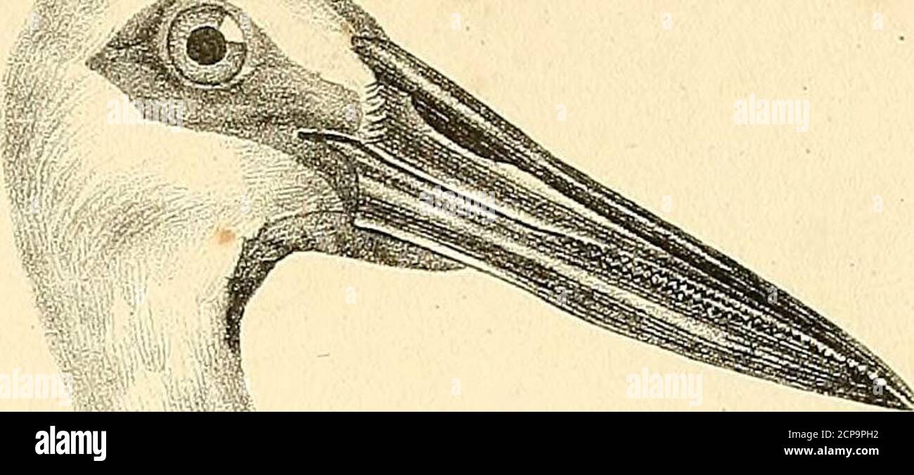 La Galerie Des Oiseaux Qyifio U A A T Y Jis T Ka Axwcllu Qyafisz R O Cei A A Y T U Gt Rrr R L A C Jiroflc R Gt F V Stock Photo