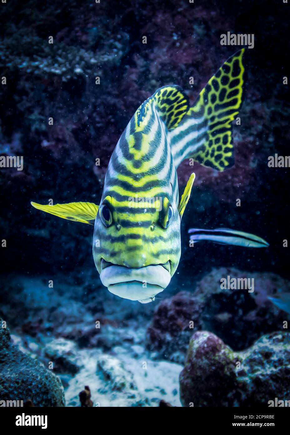 A direct look into the full face of a curious sweetlips fish in the ...