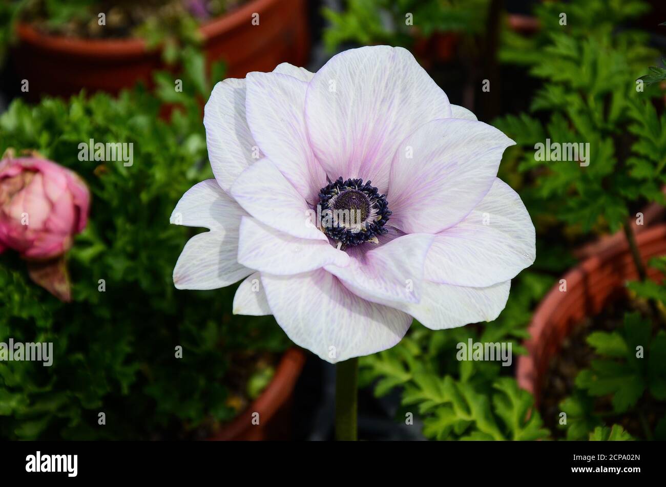 Anemone chinensis Poppy Anemone Windflower Stock Photo