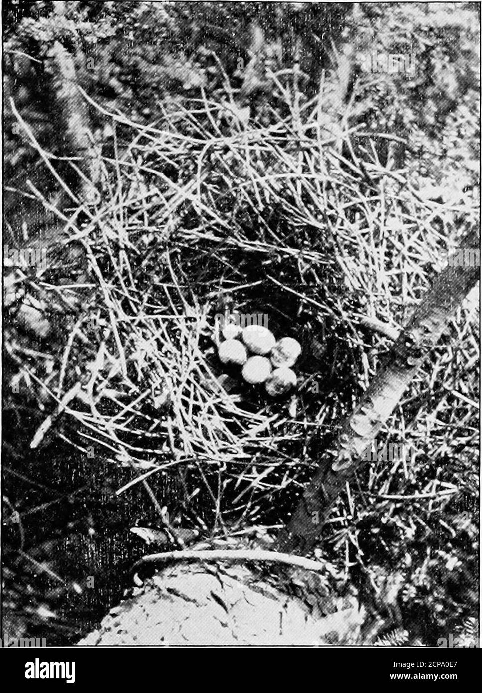 . Birds of New York . the eggs. It is composedof sticks, usually of the pine andhemlock, and lined with smallertwigs and strips of bark. Theeggs are usually laid by the lothor 25th of May. They are 4 or 5in number, oval or short ovate inshape, averaging 1.47 by 1.16inches in size, and bluish whiteor greenish white in ground color,more or less heavily blotched andspotted with brown of differentshades mingled with marblings ofdrab or lavender and clay color.These markings are sometimes Photo by Guy A. BaileySharp-shinned hawks nest and eggs Unifomily distributcd OVCr thC surface of the egg, some Stock Photo