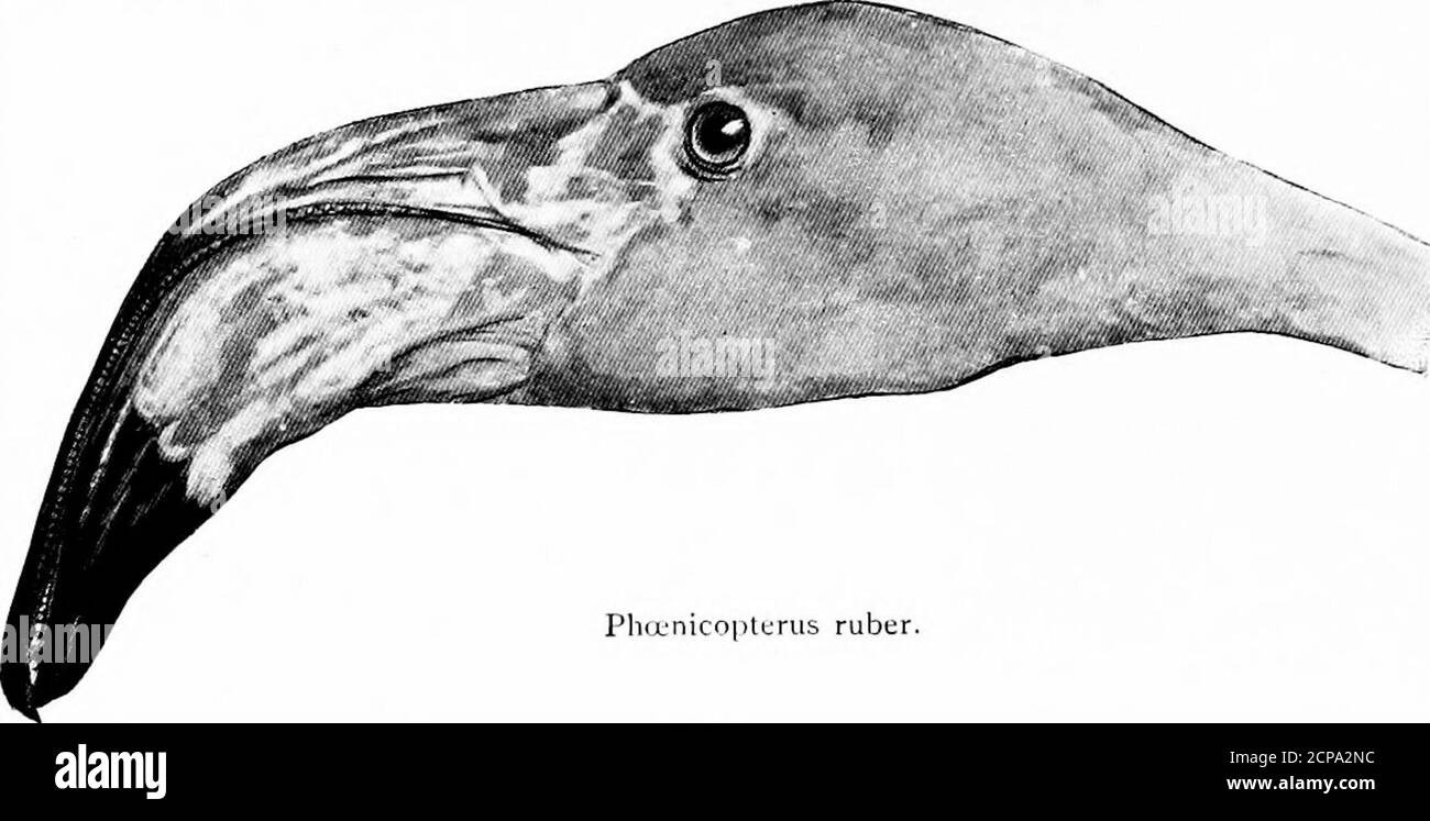 . Hunting and fishing in Florida, including a key to the water birds known to occur in the state . *^»r. Olor columbianus. Length, S3; Wing, 21.50; Bill, 4; TarsuS; 4.20.Distance from front of the eye to nostril longerthan from nostril to tip of bill. A spot of yellowon the lores in the adult; young birds gray. En&gt;tire plumage white. Olor columbianus.Whistling Swan. See page 240 166 KEY TO THE VATER BIRDS OF FLORIDA. Family PHCENICOPTERIDyE. Flamingoes.. PhcLnicopturus ruber. Length, 47; Wing, 16.50; Tarsus, 12; Bill, 5.75.Plumage vermillion red; bill pale yellow, tippedwith black. Phoenic Stock Photo