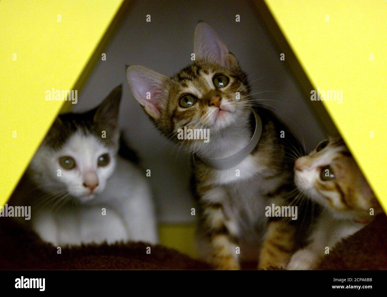 stubbington ark cats for adoption