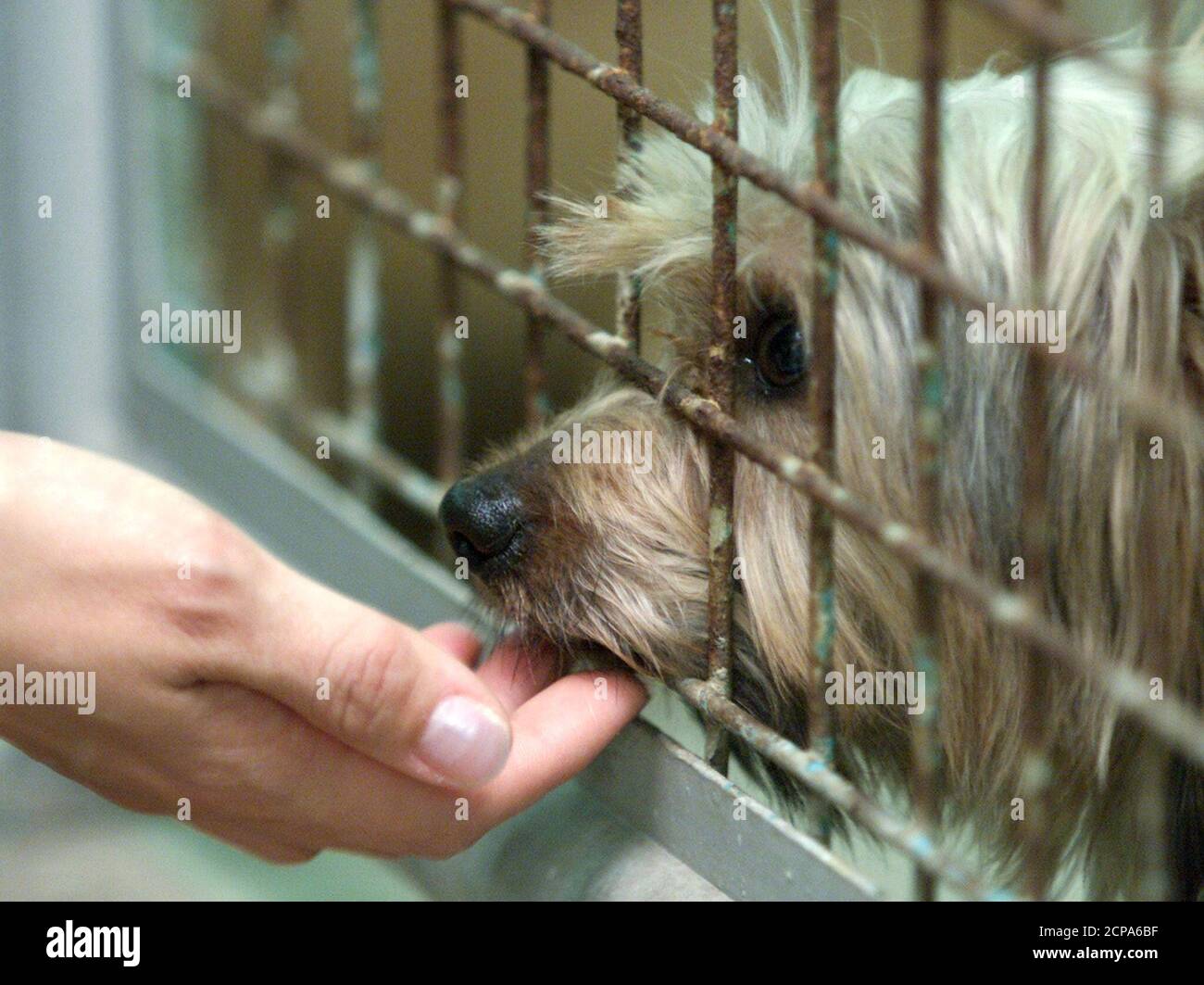 spca hong kong adoption