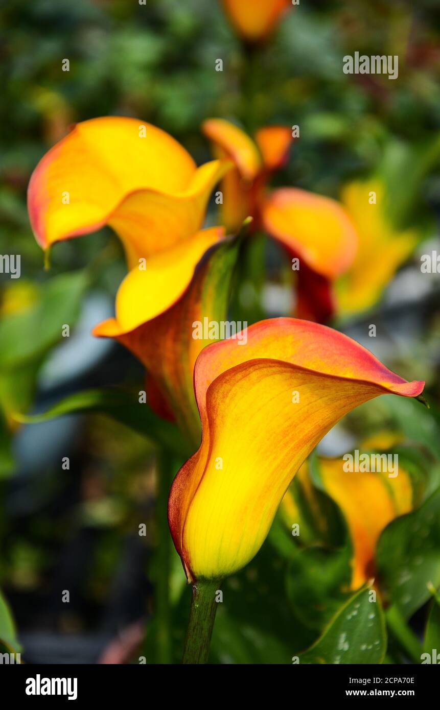 Calla Lily, Zantedeschia aethiopica Stock Photo Alamy