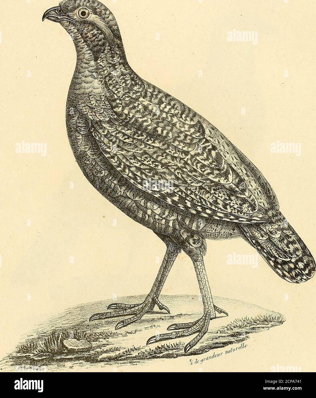 La Galerie Des Oiseaux O Utc C Her Xvpimiipc Cvi Stata I H Arr Ec Zt7jn R Cc Mo N E R Djui Tu I Oua Kjoq I Itap Boxiu A Ulii A Ouxia T Del Itljtu Cuc La Galerie Des Oiseaux O Utc C Her Xvpimiipc Cvi Stata I H Arr Ec Zt7jn R Cc Mo N E R Djui Tu I Oua Kjoq I Itap Boxiu A Ulii A Ouxia T Del Itljtu Cuc