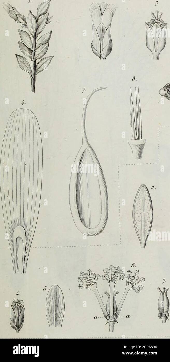 Annales Des Sciences Naturelles Botaniques M If R Ce Jn Dt J U Nii Fu7i Gt Gt If I S Gt Irr J Tfi Ijej Srifne Siii J Serie Stock Photo Alamy