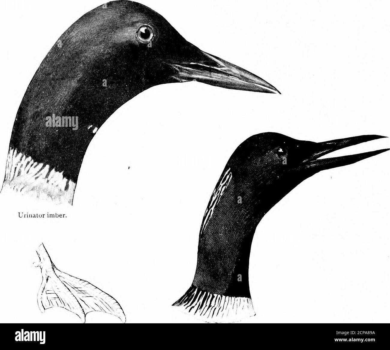 . Hunting and fishing in Florida, including a key to the water birds known to occur in the state . Colymbus auritus. Podilymbus podiceps. PoclilyinbLis podiceps. Length, 13.40; Wing, 5.40: Tarsus, 1.70; Bill, .yo. Colymbus auritus. Horned Qrebe. See page 1S5 Length, 13.50: Wing, 5; Tarsus, 1.45; Bill, .go. Podilymbus podiceps. Pied=billed Qrebe. See page rXd 142 KEY TO THE AVATER BIRDS OF FLORIDA. Family URINATORID^E, Loons — Divkrs.. Tiiii.iliir iniber ( foot). Uiinntor liimme. Length, 31; Wing, 14; Tarsus, 3.35; Kill, 2,75. Length, 24; Wing, 10.75; Tarsus, 2.75 ; Kill, ; Urinator imber. Loon Stock Photo