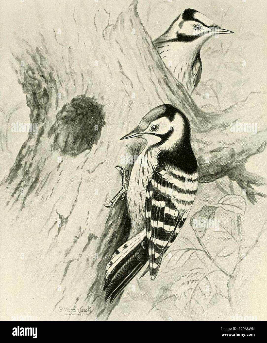 . British birds with their nests and eggs . (July 8th, 2 p.m.), the Wood-pecker is flitting from one strip of cork to another, uttering a cry which may berendered cack, cack; from time to time he darts his long tongue into thecrevices of cork. July 9th. It is noticeable that when the Woodpecker wishes to descend,he slides down the cork in jerks, tail downwards, like his wild brethren, incontradistinction to the Nuthatch. Strawberries pushed to him- in the cleft-switch he accepts gratefully; a moment ago he nearly choked in trying toswallow a large husk, and, now that his shyness is working off Stock Photo