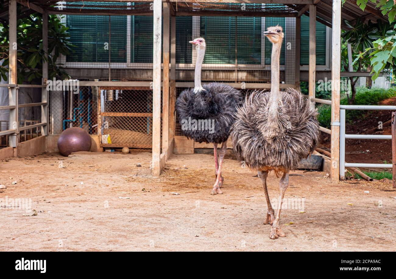 Ostrich Farm Near Me Discover the Fascinating World of Ostriches