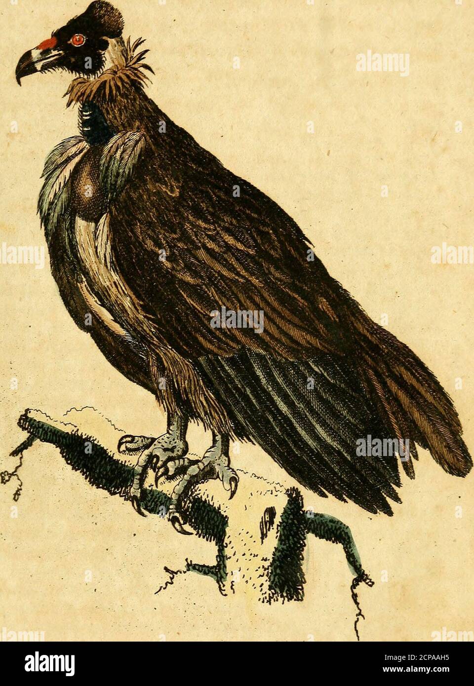 . F. le Vaillant's Naturgeschichte der afrikanischen Vögel . er pflaum, ber mit einem breiten Jpalöbanbe toon berfelben %athe jufammen lauft» 2)er ©c&i»an$ unb tk ©d>^ungffbern in ben klügeln fmb fcbrcarjtd): bie mittelfren ftnb au$n?eubig braunrott) gerän» berr. Sie #tügel reiefeen, wenn fle gefaltet ftnb, nldjt übet ben (scfcvoanj r)inau5, bec gegen bie ©pike Un abgeflogen ijt. £ie D^aael ftnb fdnran unb mit erbaraucn ©dmppen Betfetjen. SBie bie ??arbe beö ntebt, ba id) feine Sftacbridjten forcet)l hierüber &fS in 9vücff!d>t ber 8ebeK8fo>effe biefeö Vogels er* galten t)abe. Jött rmc Stock Photo