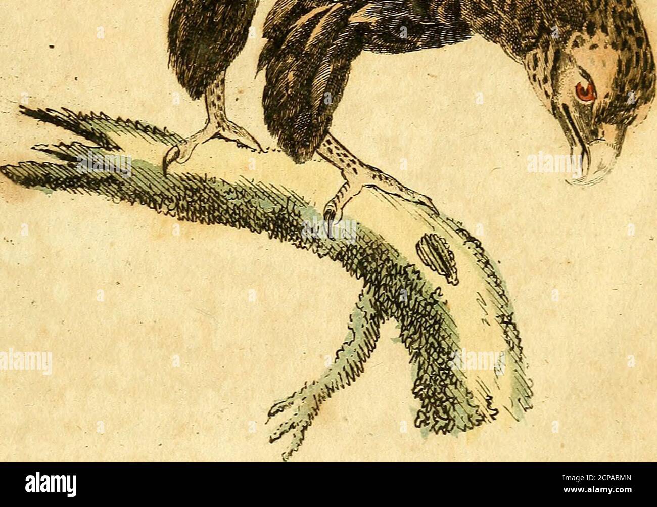 . F. le Vaillant's Naturgeschichte der afrikanischen Vögel .  jsk vts.. 27 licfcgrauen 2(n(Iticr; 6efommen. tt>U deinen IVcffebern ber $tö«gel jmb fammtlicfc blafjifabeüenfnrben: bie ©cfjttmngfeoem an beaInnern Sahnen afle föwarj, unb Oberlid? mit einem ©übergraueingefaßt, fo bajj wenn bei* Flügel gefaltet tft, er gro9tentl;eitetU lettre Satbe ju &aben fdjeint. 2>a$ 2iuge t(l bunfelbraun,£>a$ Sßeibdjen fjt um ein SBievt^eCC ftMer aiö bas Sftanncfcen,iuid tbre falben ffnb ungemein x>?t fd>roa#er. £>er 0cfc(agaoler bauet fein Sfofr auf 95aume. £)a$ SBeib*cfyen legt breu ober Stock Photo