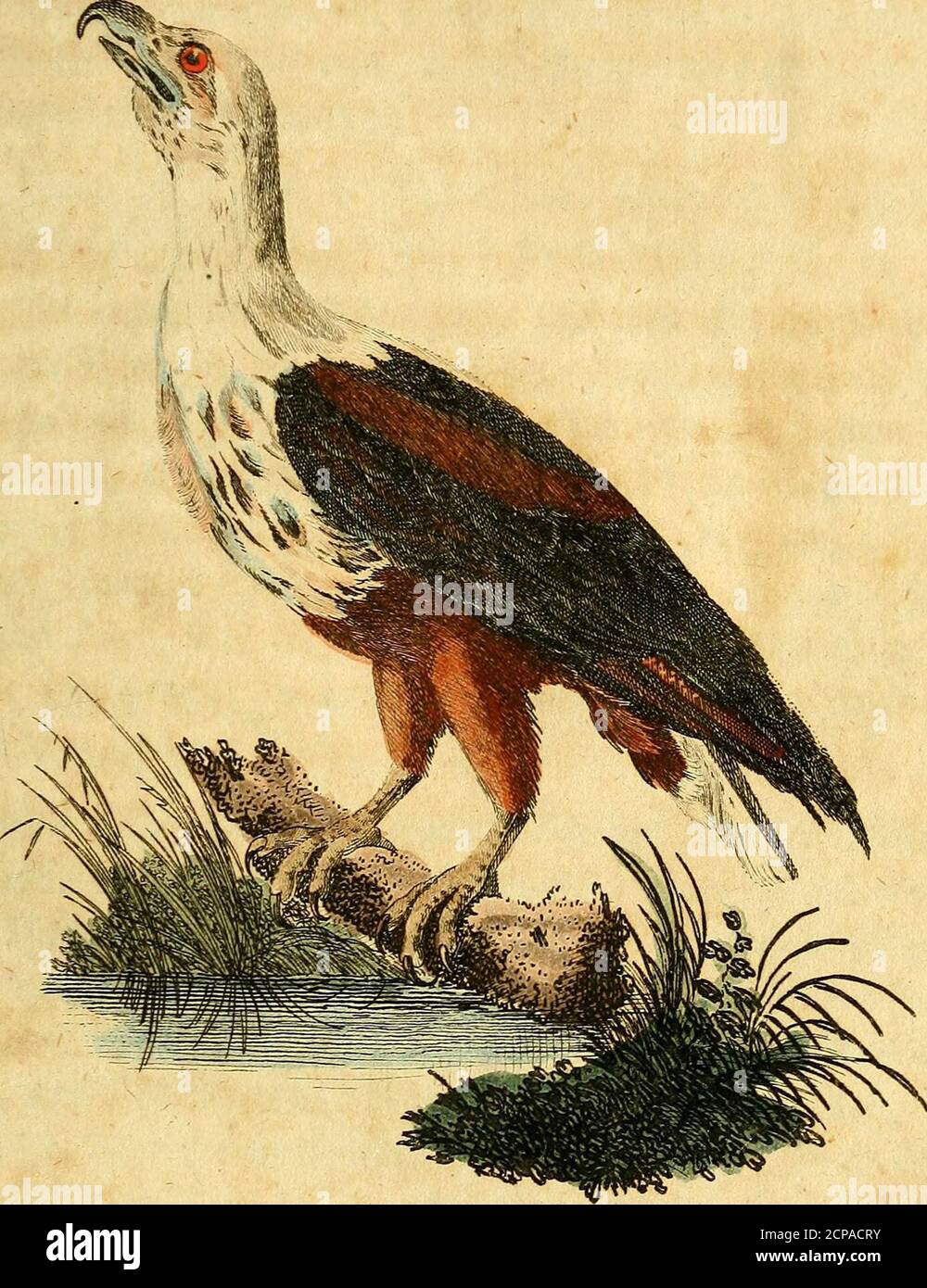 . F. le Vaillant's Naturgeschichte der afrikanischen Vögel . Ste bxan*Kegenben 8dultefffbern finb fcfcwarjmelitt .uttb jledjeh febr ange»nehm gegen bje SSeifle ber übrige« feiern üb, bie ftep wie einSfofel vom Sucfce über &eä $u; ;.n erftfeefen. Sie Jlugafebernftnb febwaq unb iüm^Heil an bn ÜufttK Sahnen gar5 f.in wieweiß unb rot!) marmorirr. Ser untere 5!$en beö Snucfens unbbie Setffebevn im ^dfwänje (tnb f#war&>it fömufcigem5Bei§vermifdjt gitifcen bem Sc&na&eJ unbbem 2fuge jeigt J7cb bie£aut unb tiefet £{jeÜ ijl bieg mit bünnen paaren befefct. Siefärbe befTeloen ift gefblidj, fo voit aue Stock Photo