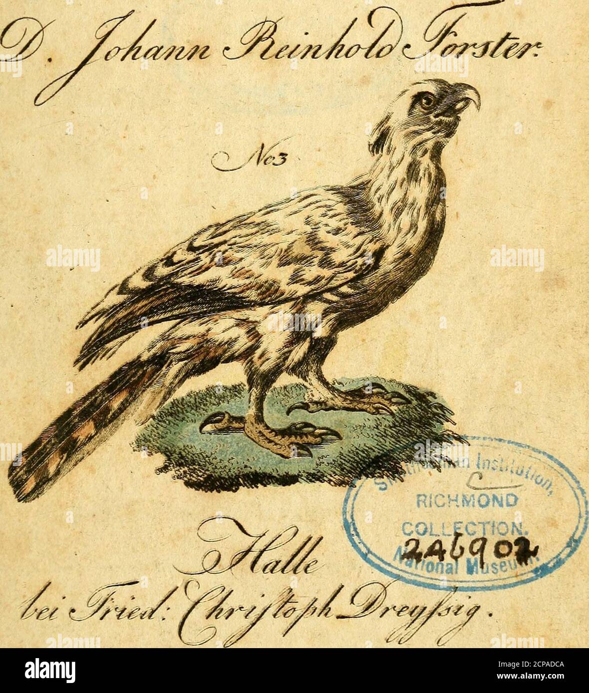 . F. le Vaillant's Naturgeschichte der afrikanischen Vögel . 4-&gt; Stock Photo