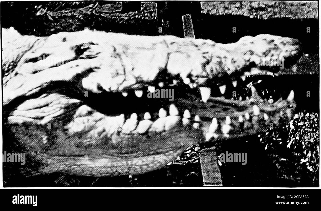 Alligator above water Black and White Stock Photos & Images Alamy