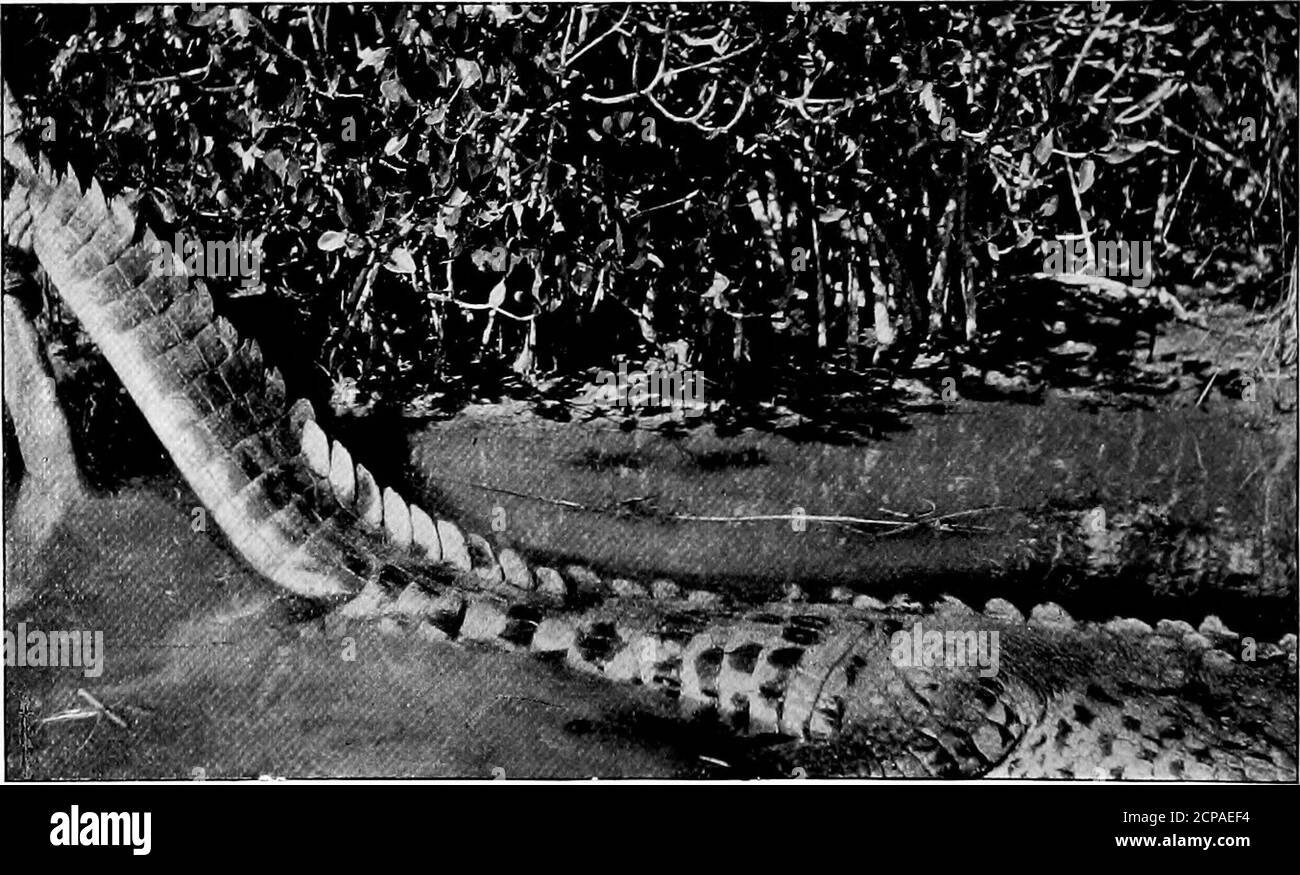Alligator above water Black and White Stock Photos & Images Alamy