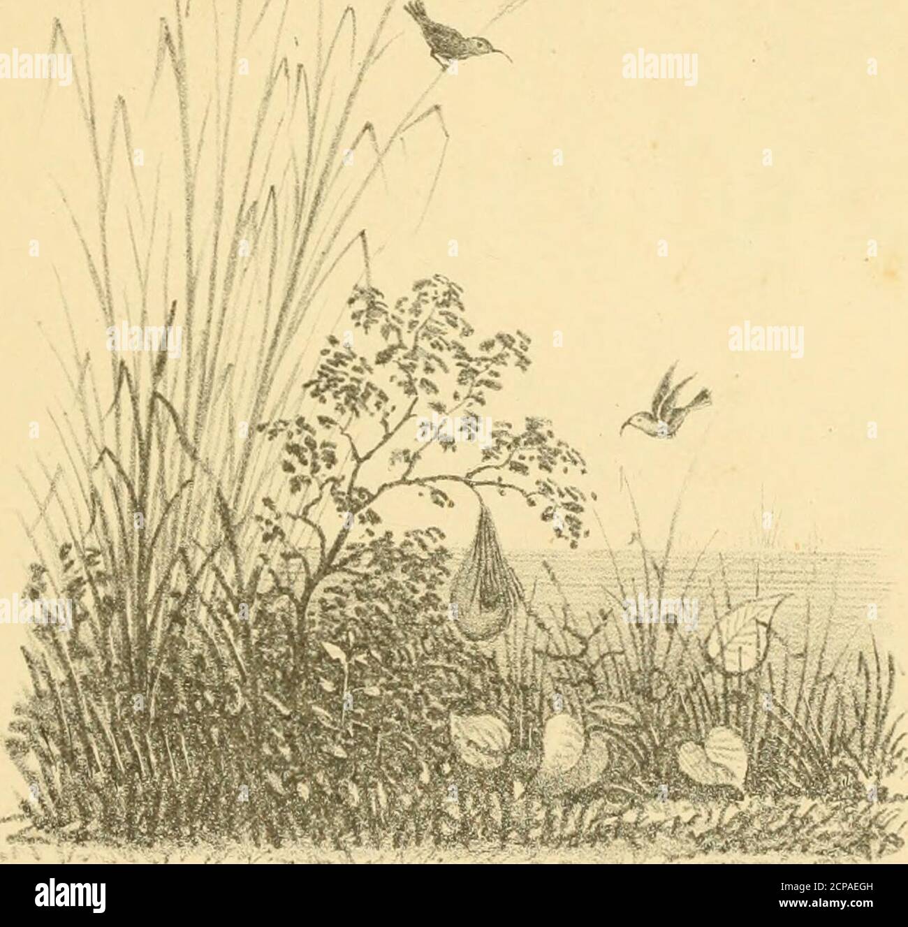 Golden eagle breeding habits hi-res stock photography and images - Alamy