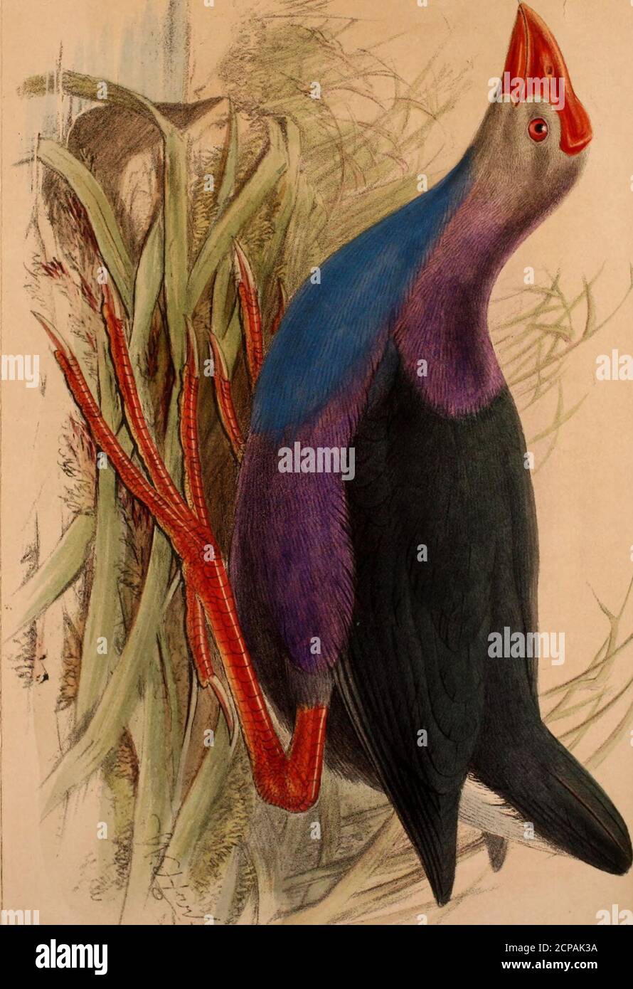 . Stray feathers. Journal of ornithology for India and its dependencies . nd Mao-. Nat. Hist.(1878), p. 98.   Bab.—Cochin-China, Saigon, (Germain); Bankok. (Bocourt). Four specimens of this handsome bird, (upon which I haveconferred the name of edwardsi, in compliment to my friendProf. A. Milne-Edwards, so well known for his important con-tributions to Natural History), are contained in the collection ofthe Paris Museum, three adults and one young bird. Two ofthe adults are precisely like the figure in the accompanyingplate (the type) ; the third is a little paler upon the sides of thehead, bu Stock Photo