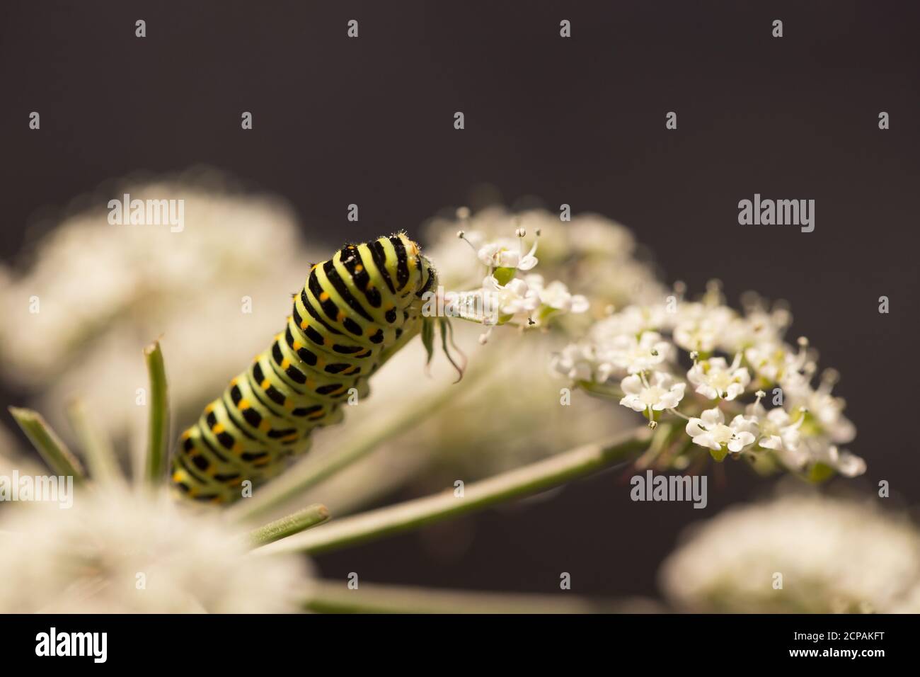 Papilio machaon larva on apiaceae plant, dark nature background Stock Photo